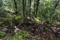 Trees with interesting shapes and formations on their stems and trunks on the way to Kozya stena hut. The mountain in the central