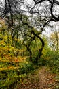 Trees intertwine on trail around park