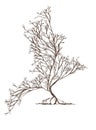 Trees intertwined in bird shape with , hand-drawn illustration in vintage style