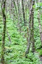 Trees in an Irish forest, County Wicklow, Ireland