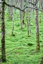 Trees in an Irish forest, County Wicklow, Ireland