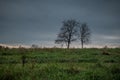 Trees isolated in a field