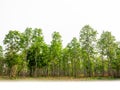 Trees isolated on white background. Forest and foliage in summer. Row of trees Royalty Free Stock Photo