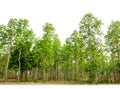 Trees isolated on white background. Forest and foliage in summer. Royalty Free Stock Photo