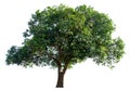 Trees isolated on white background, tropical trees isolated used for design, advertising and architecture Collection of Isolated