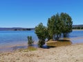 Trees in Jindabyne lake Royalty Free Stock Photo