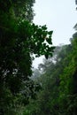 trees jungle cibodas puncak bogor indonesia