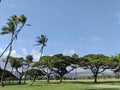 Trees of Kapiolani Park at during day Royalty Free Stock Photo