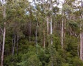 Trees in Karri Valley, Pemberton Western Australia Royalty Free Stock Photo