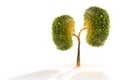 Trees kidneys, 3D environmental and medical concepts Royalty Free Stock Photo