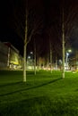 Trees on The Kingsway at night