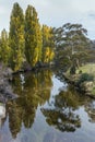 Trees in Kosciuszko National Park area