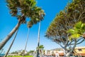 Trees in Laguna Beach seafront