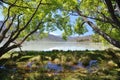 Trees by the lake Royalty Free Stock Photo