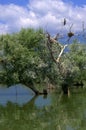 Trees in lake,Kerkini,Greece