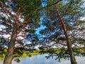 trees on the lake , picture taken in Sweden, Europe Royalty Free Stock Photo