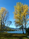 Trees on the lake shore with yellow autumn leaves in front of steel blue sky Royalty Free Stock Photo