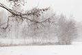 Trees by a lake in thick snowfall