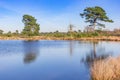Trees at the lakeside of the Drents Friese Wold National Park Royalty Free Stock Photo