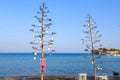 Trees with lambs on them in beach at the center of Datca