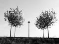 Trees and a lamppost in la Galea Royalty Free Stock Photo