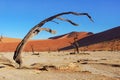 Trees and landscape of Dead Vlei desert, Namibia Royalty Free Stock Photo