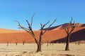 Trees and landscape of Dead Vlei desert, Namibia Royalty Free Stock Photo