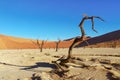 Trees and landscape of Dead Vlei desert, Namibia Royalty Free Stock Photo