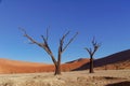 Trees and landscape of Dead Vlei desert, Namibia Royalty Free Stock Photo