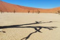 Trees and landscape of Dead Vlei desert, Namibia Royalty Free Stock Photo