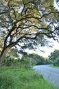 Trees landscape