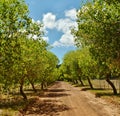 Trees Royalty Free Stock Photo