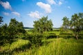 Trees on a large landscape covered in grass under the blue sky Royalty Free Stock Photo