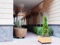 Trees in large pots stand along the walls in a passage under a rectangular arch with thuja in the foreground