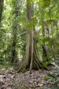 Trees with large roots in the forest