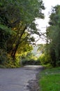 The trees in the late afternoon and the asphalt inland Royalty Free Stock Photo