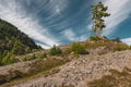 Trees and lava rock columns at Heather Meadows in the Mt. Baker-Snoqualmie National Forest Royalty Free Stock Photo