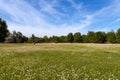 Trees and lawn