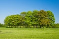 Trees on lawn tonsure summer day Royalty Free Stock Photo