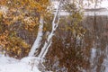 trees leaned over water of pond. first snow. Picturesque autumn scenery. beginning of winter. Interseason Royalty Free Stock Photo