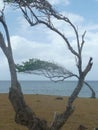 Trees leaning in front of the sea Royalty Free Stock Photo