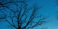 Trees Without Leaves With Blue Sky. Natural Bold Blue Night Starry Sky Background. Bright Dramatic Sky. Night Starry Sky