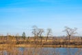 Trees without leaves of a fancy shape on an autumn sunny day on the shore of a small lake. Blue sky Royalty Free Stock Photo