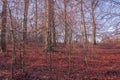 Sondermarken Park in winter, Copenhagen, Denmark.