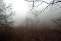 Trees without leaves in a sad foggy scenery