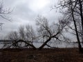 Trees without leaves in spring time by the lake Royalty Free Stock Photo
