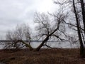Trees without leaves in spring time by the lake Royalty Free Stock Photo