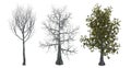 Trees with and without leaves