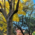 Trees and leaves in Vibrant Red and Yellow Autumn Colors on a Blue Sky Background Royalty Free Stock Photo