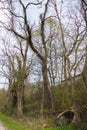 Trees with lianas in the forest near Iffezheim